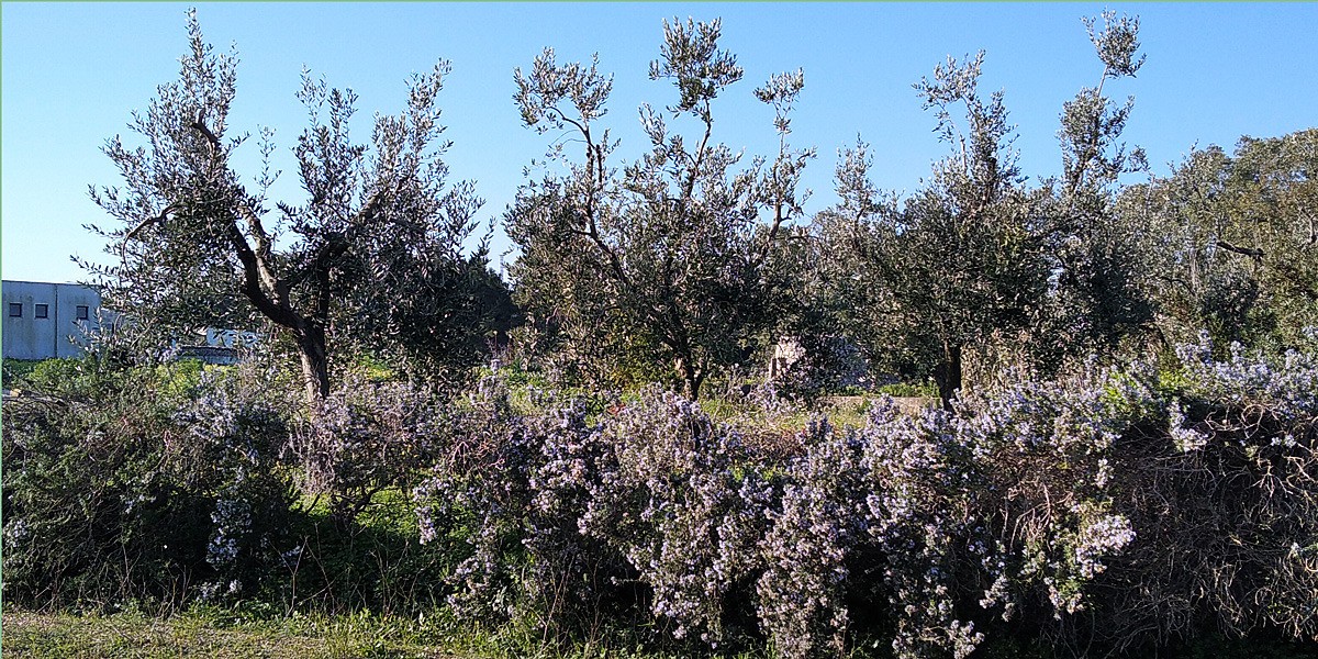 Ulivi_e_rosmarini