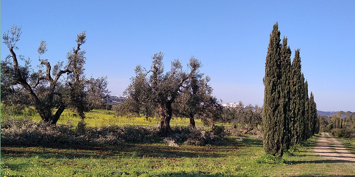 Viale_cipressi